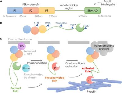 Ezrin Mediates Invasion and Metastasis in Tumorigenesis: A Review